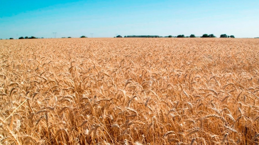 Nidera Semillas apuesta fuerte al trigo en la Argentina
