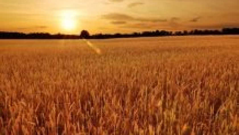 Argentrigo presentó la huella de carbono en la cadena del trigo