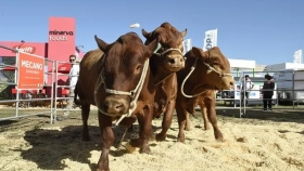 Comenzó la zafra: los precios del remate de 25.000 animales en Expoagro, con terneros por arriba de los $2100