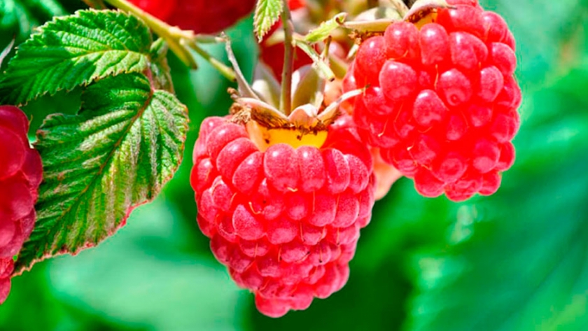 Entre Ríos incorporó zarzamoras y frambuesas a su producción frutal