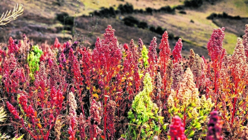 Promoción del cultivo de quinua en Valles Andinos y Centrales de San Juan como alternativa productiva y contribución a la seguridad alimentaria