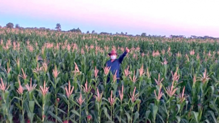 Agricultores logran producción récord de maíz y soja