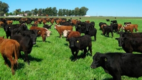 Margen Bruto De La Producción Ganadera Bovina De Carne De Ciclo Completo