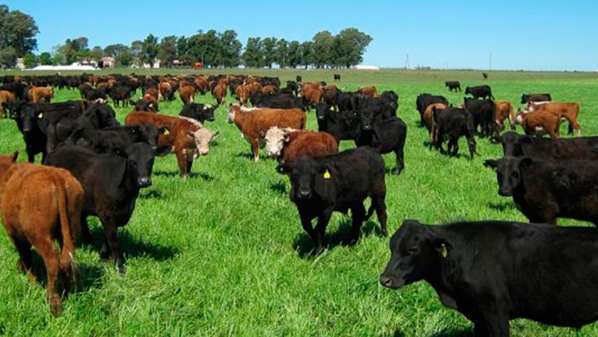 Margen Bruto De La Producción Ganadera Bovina De Carne De Ciclo Completo