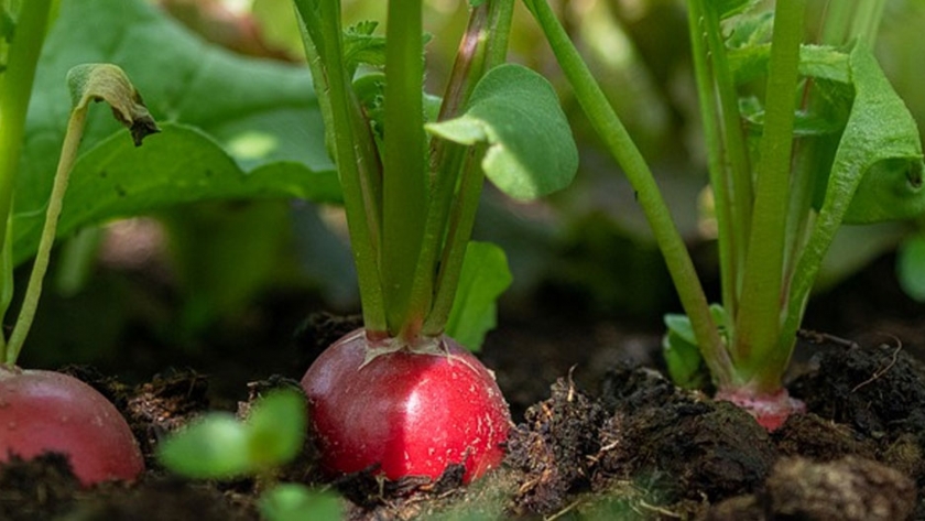 Productores florícolas diversifican producción para generar ingresos