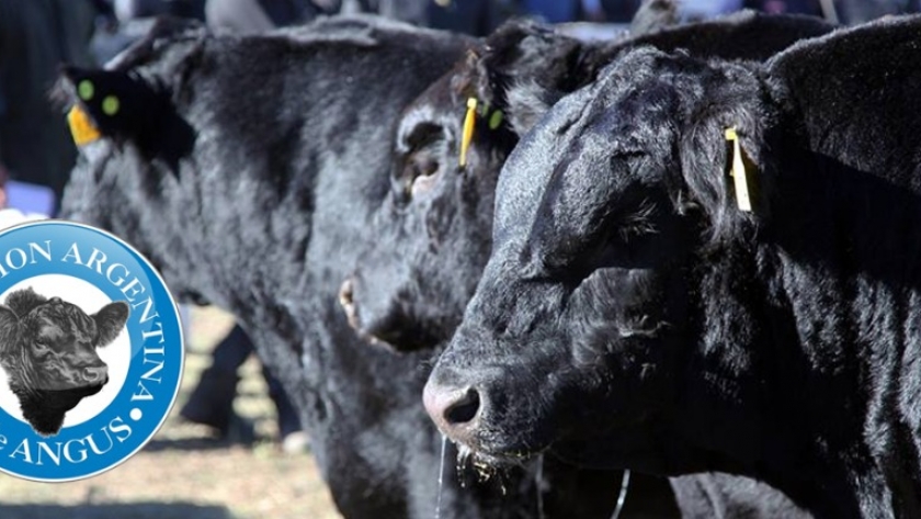 La Asociación Argentina de Angus se dispone a crecer