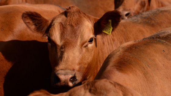 Novillos pesados: un caso Limangus logró 495 kilos a campo