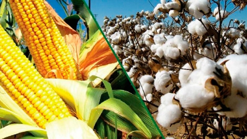 Incremento de exportaciones agrícolas en Chaco