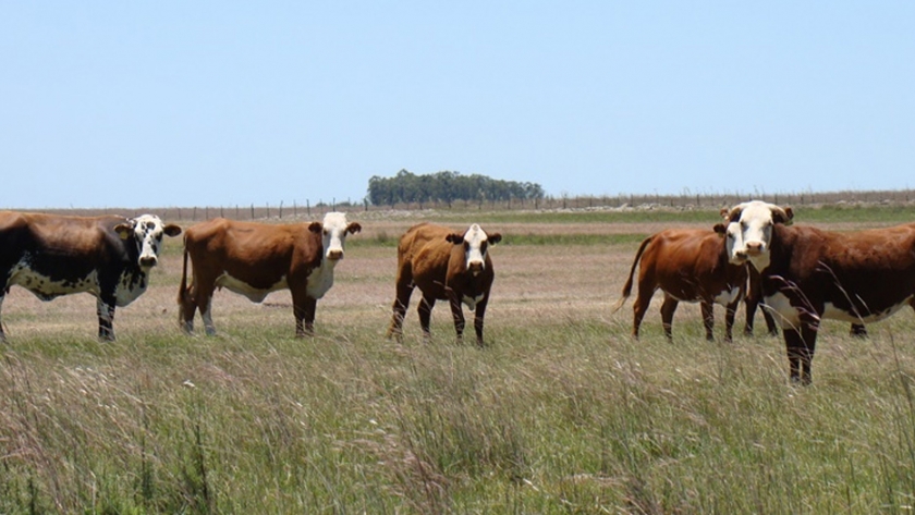 Pautas para el manejo de los rodeos en el NEA