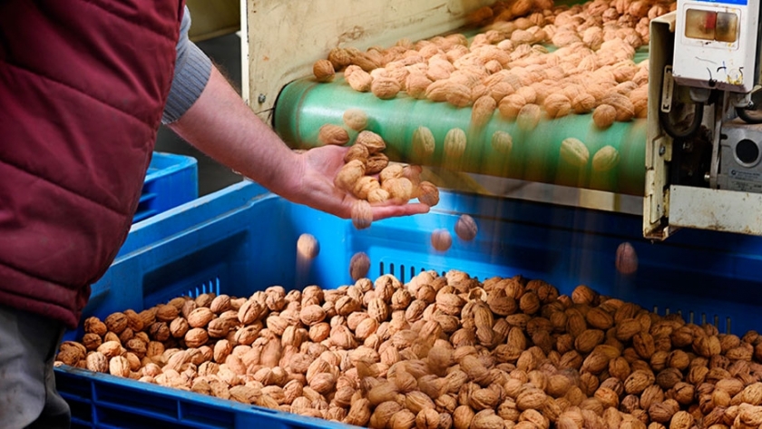 De la Patagonia a Italia: Neuquén exportó nueces por primera vez