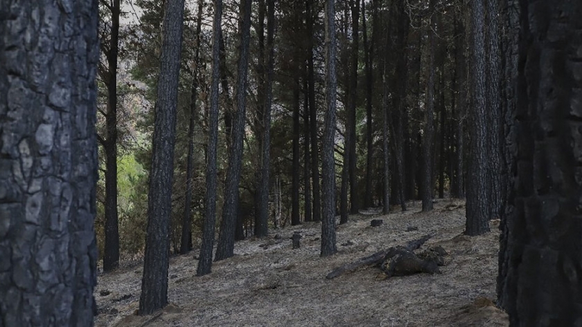 Declaran estado de Emergencia y Desastre Agropecuario y Forestal para el Departamento de Bariloche