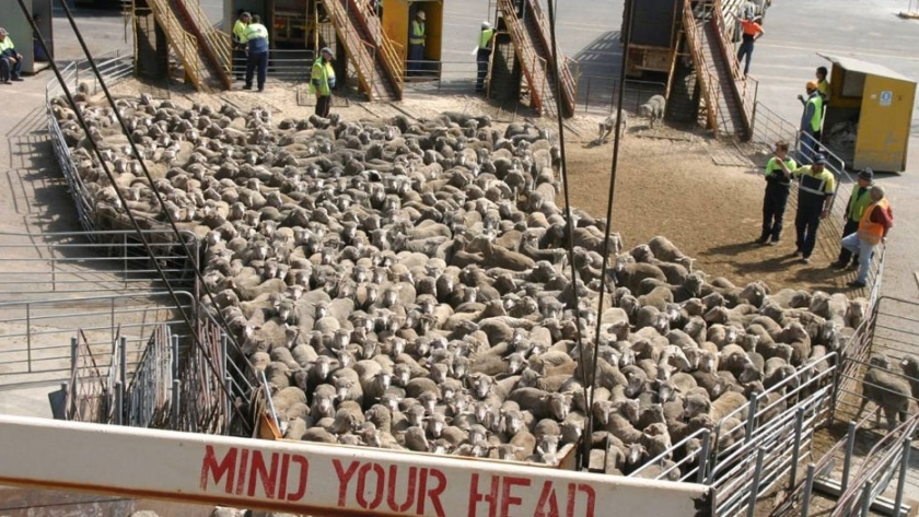 Kuwait está construyendo un mercado alternativo de ovejas