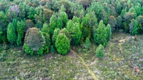 Invertirán 960 mil euros en un proyecto para restaurar los bosques del Gran Chaco Americano 