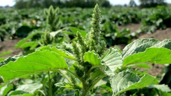 Las resistencias a herbicidas desafían a la agricultura