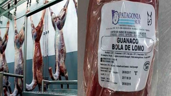 Procuran la promoción del consumo de carne de guanaco