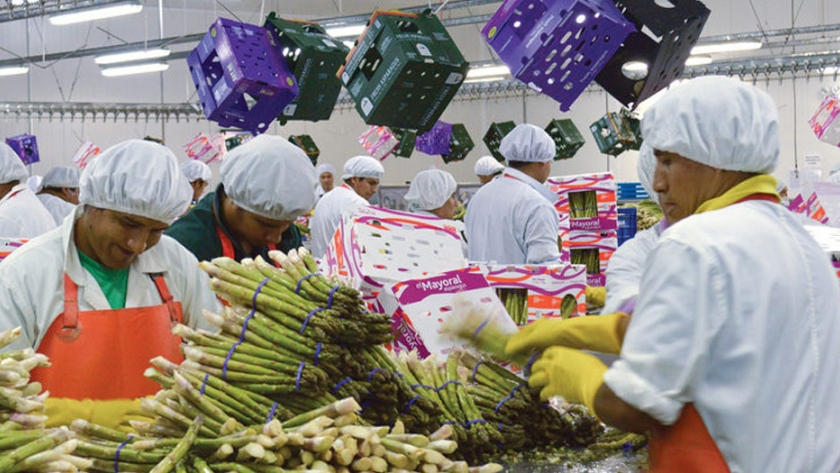 La industria del espárrago en el sur busca nuevas formas de florecer