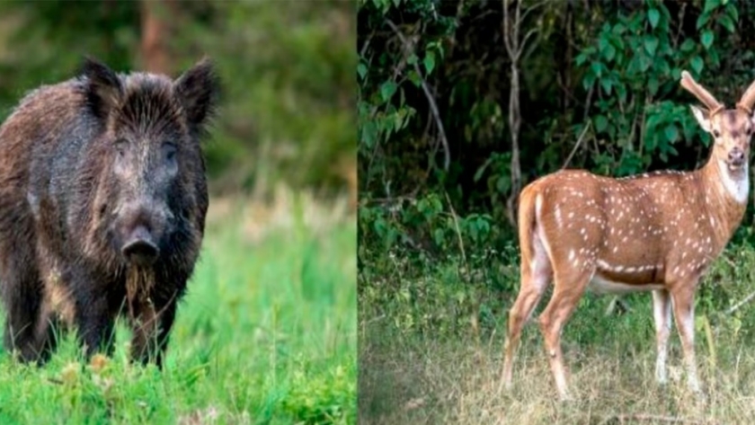 Declaran como plaga a 3 animales “exóticos invasores” y en Entre Ríos avanzan para regular su caza