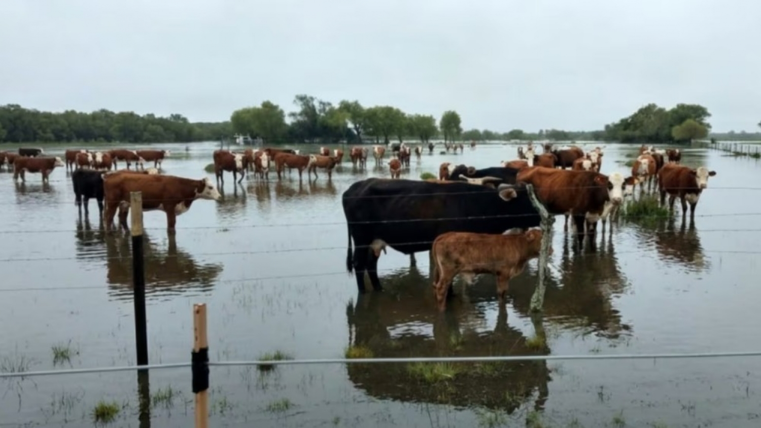 Evacuar la hacienda antes de la crecida: el plan del SENASA para evitar pérdidas por El Niño