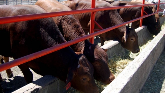 Industria de la carne critica nuevas regulaciones del USDA bajo la Ley de empacadores y corrales