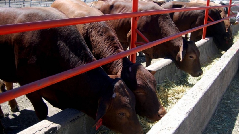 Industria de la carne critica nuevas regulaciones del USDA bajo la Ley de empacadores y corrales