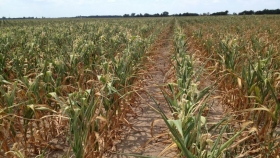 Por la sequía, las condiciones del maíz y la soja empeoran en EEUU