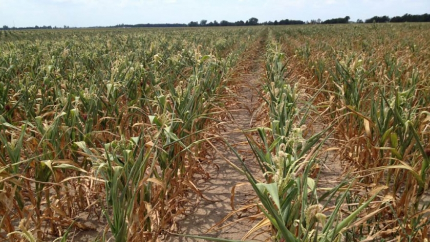 Por la sequía, las condiciones del maíz y la soja empeoran en EEUU