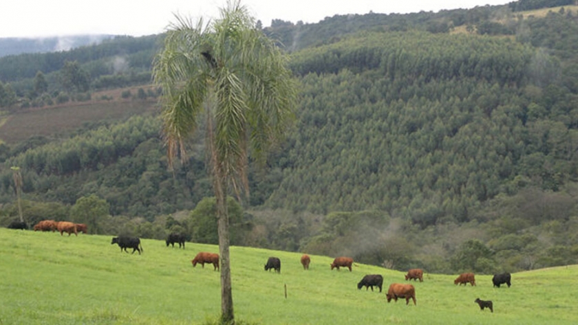 La avena y el raigrás son aliados de los ganaderos en invierno