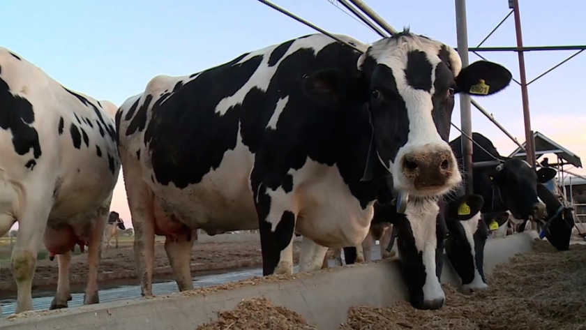 Por el COVID-19, tamberos bonaerenses donan leche