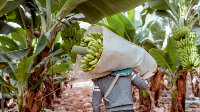 Banano: un cultivo fundamental para la seguridad alimentaria que está bajo amenaza