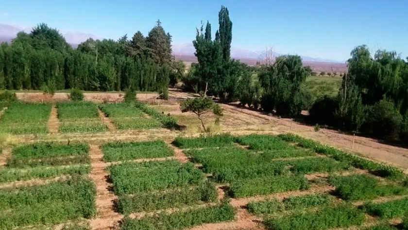 Promocionan la quinoa en valles, como una alternativa alimentaria