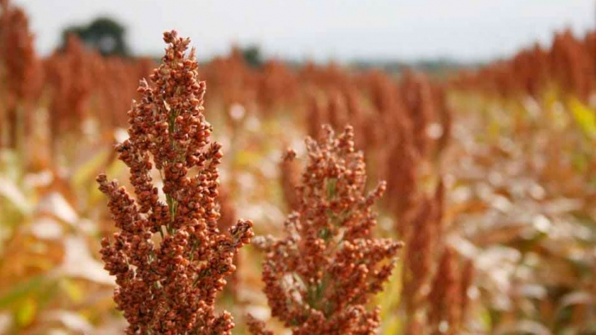 ¿Será el sorgo tolerante a heladas la próxima innovación en biotecnología?