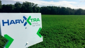 Biotecnología en alfalfa, la llave para una buena pastura