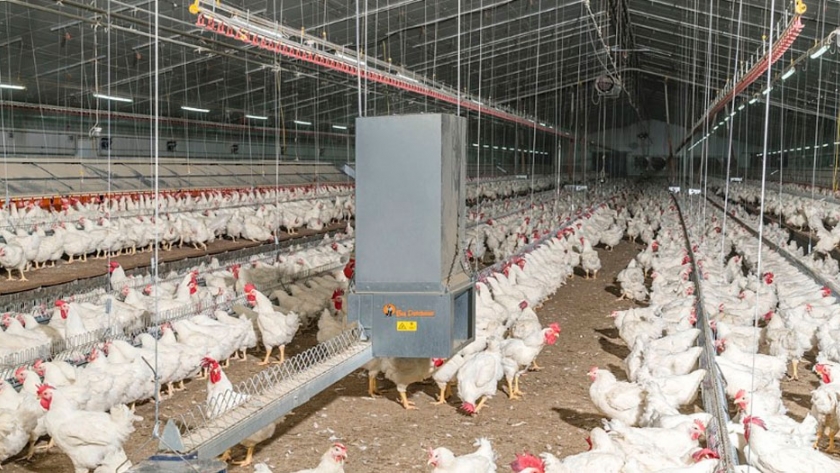 Sistema de alimentación con cadena innovador para la alimentación de gallos por separado y más