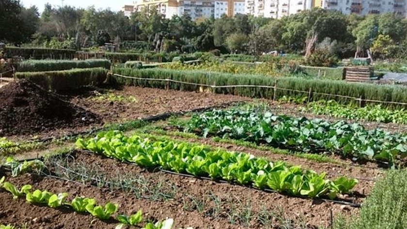 El secreto para tener una huerta en la ciudad