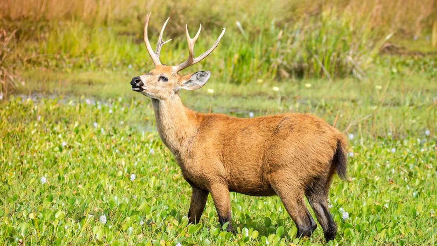 De casi extinto a recuperado: el ciervo vuelve en Iberá