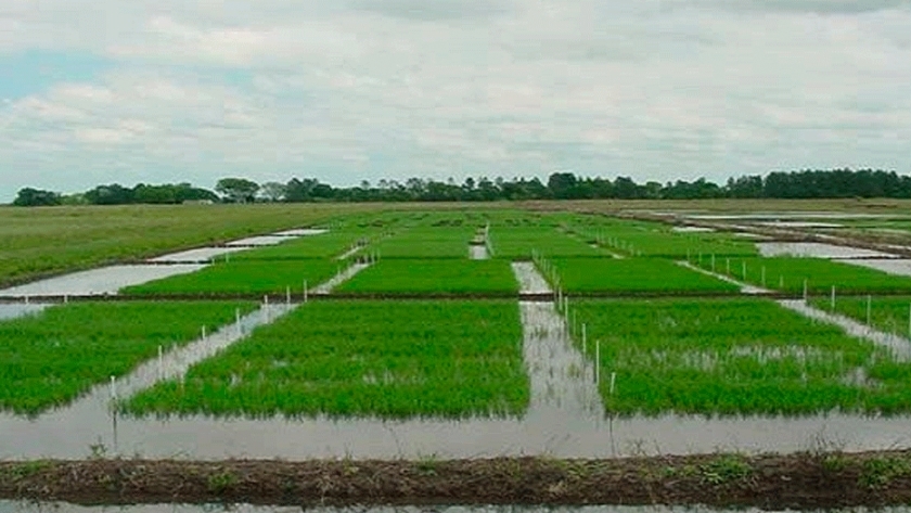 Costos de producción de arroz en Entre Ríos