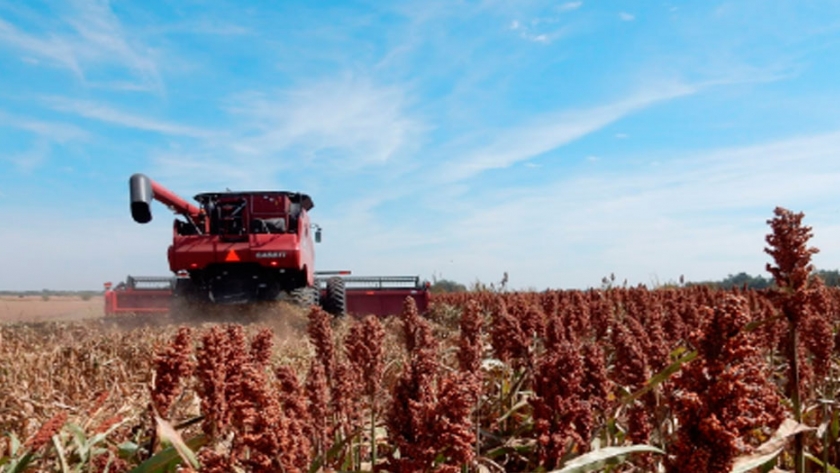 Ya se cosechó el 60% de la superficie de sorgo
