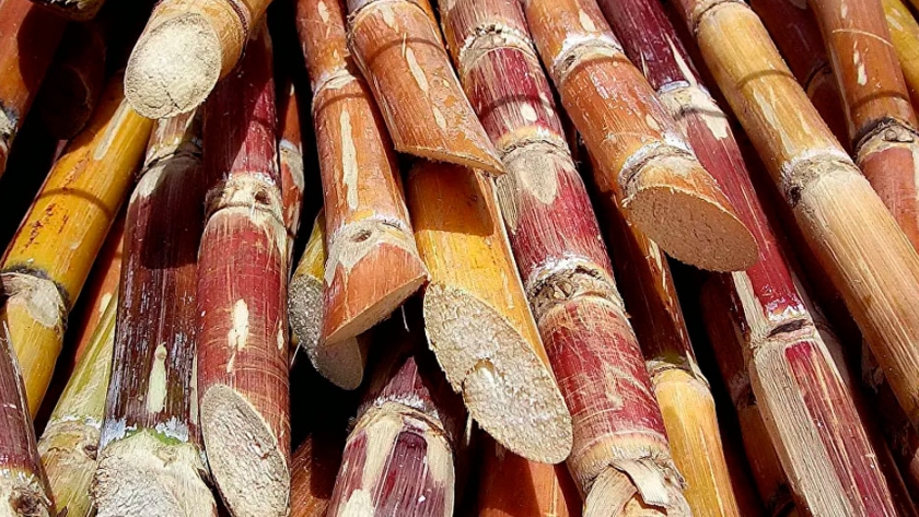 La India insta a sus ciudadanos a comer más azúcar, ¿para qué?