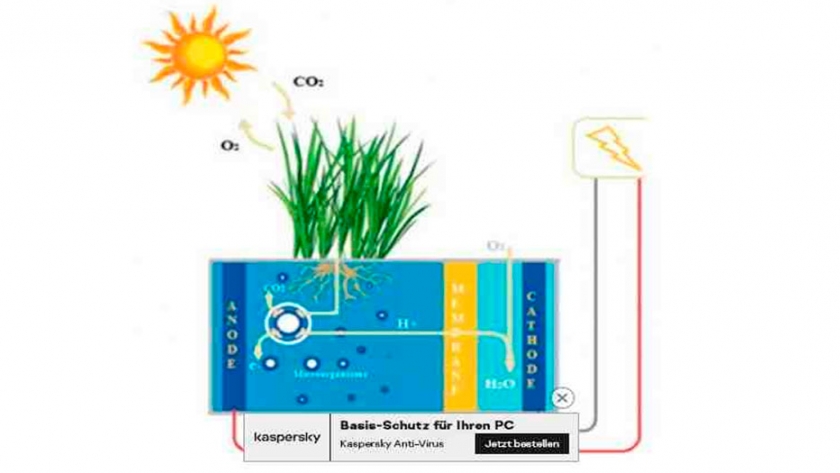 Cómo cosechar bioelectricidad de una planta