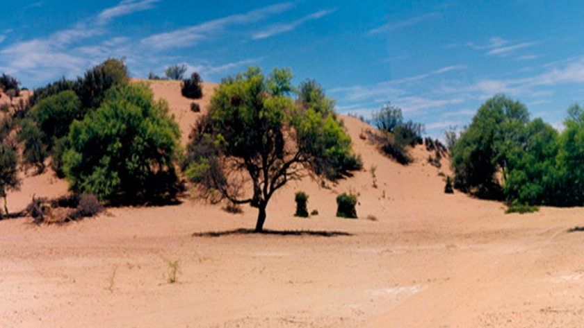 Buscan conservar los bosques de algarrobo