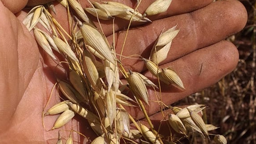 Logran con éxito la producción de semilla de avena en San Antonio