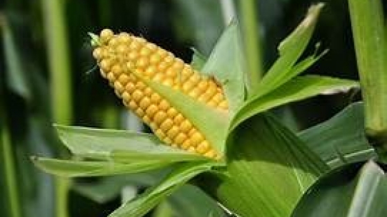 Autorizaron dos nuevos cultivos de maíz genéticamente modificados