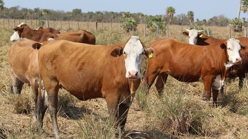 Pautas de manejo ante la falta de reservas forrajeras