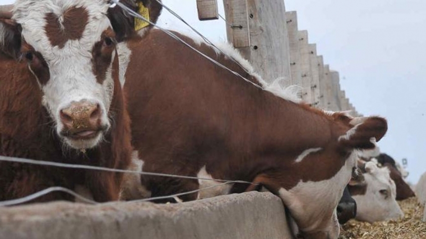 Qué es el RFI, nuevo indicador clave para la genética bovina