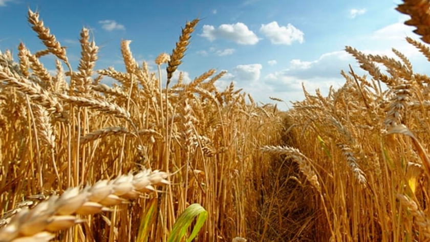 Trigo: preocupa en Brasil la capacidad de oferta exportable argentina