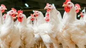 ¿Cómo convertir plumas de pollo en un producto rentable y sostenible?