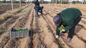 Sol Puntano comenzó la producción de hortalizas de otoño-invierno