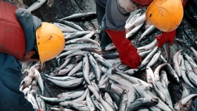Fuerte desfasaje entre costos y tipo de cambio afecta a la industria pesquera