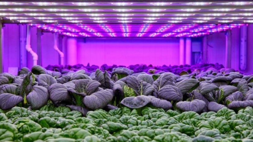 Sugieren aplicarle luces LED a los cultivos hortícolas de interior para mejorar su rendimiento