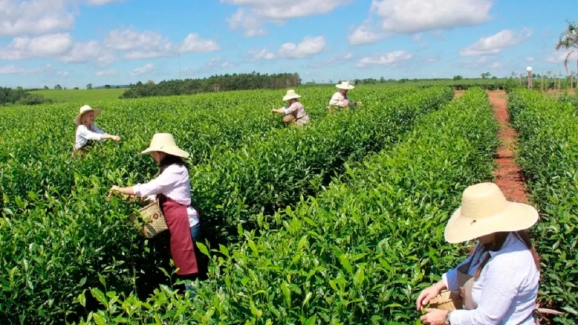 ¿Aumenta el té? acordaron suba y empieza la zafa en Misiones